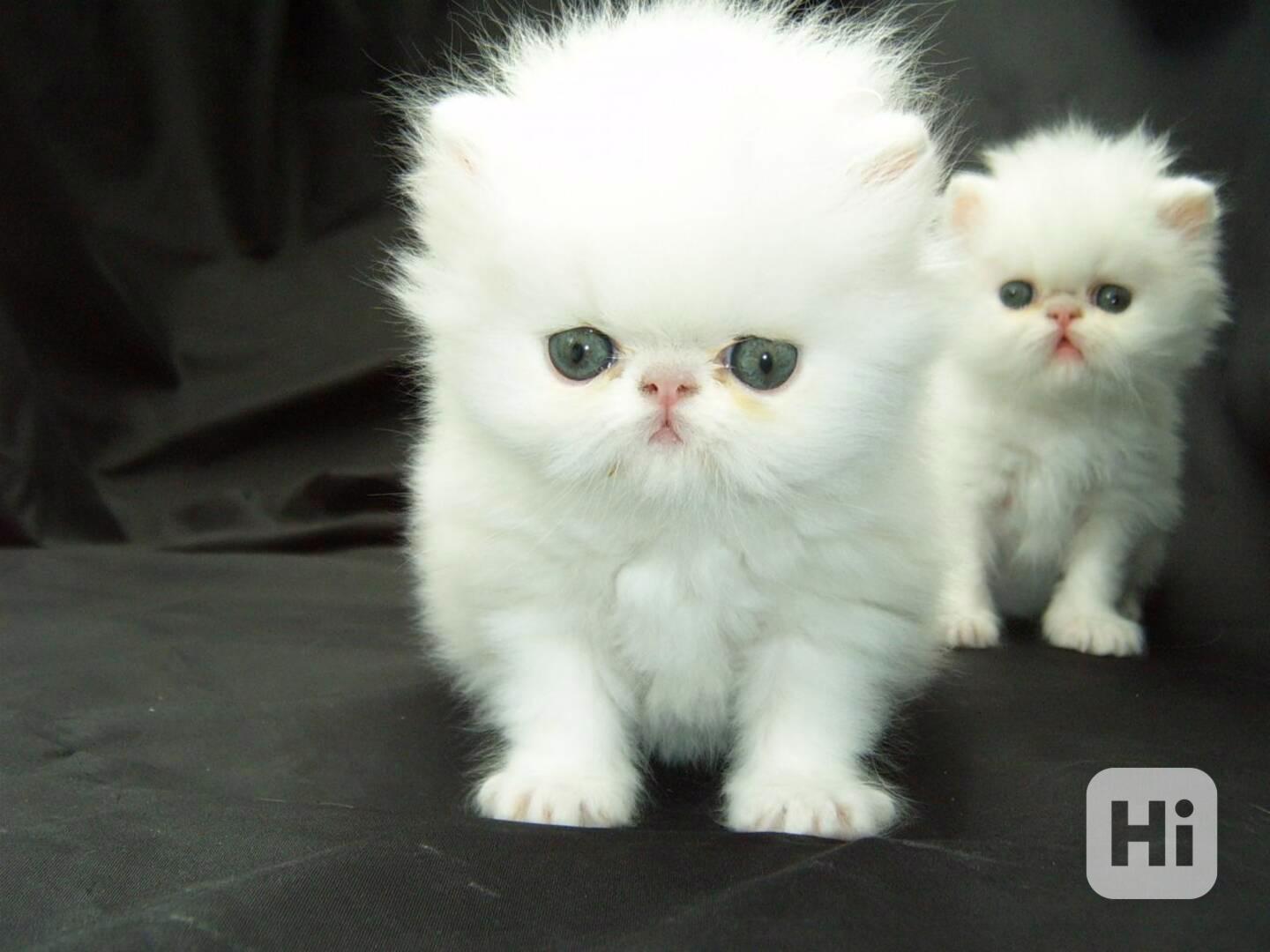 Roztomilá a rozkošná perská koťátka k dispozici - foto 1