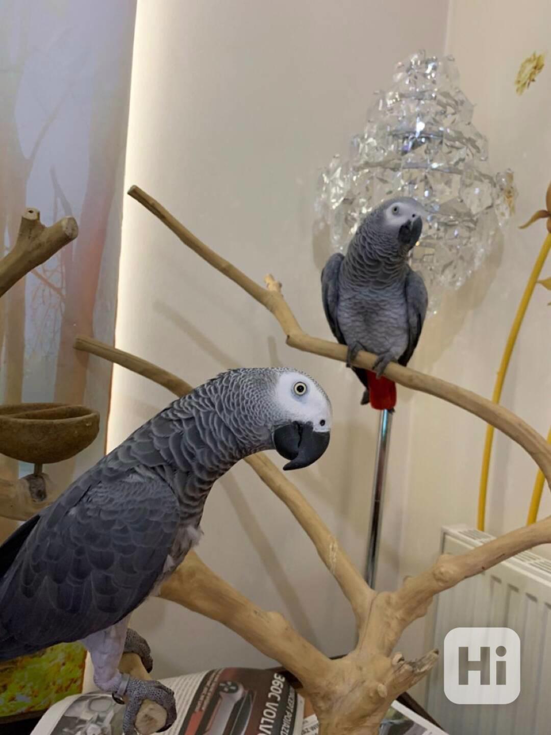 Pár afrických šedých papoušků - foto 1