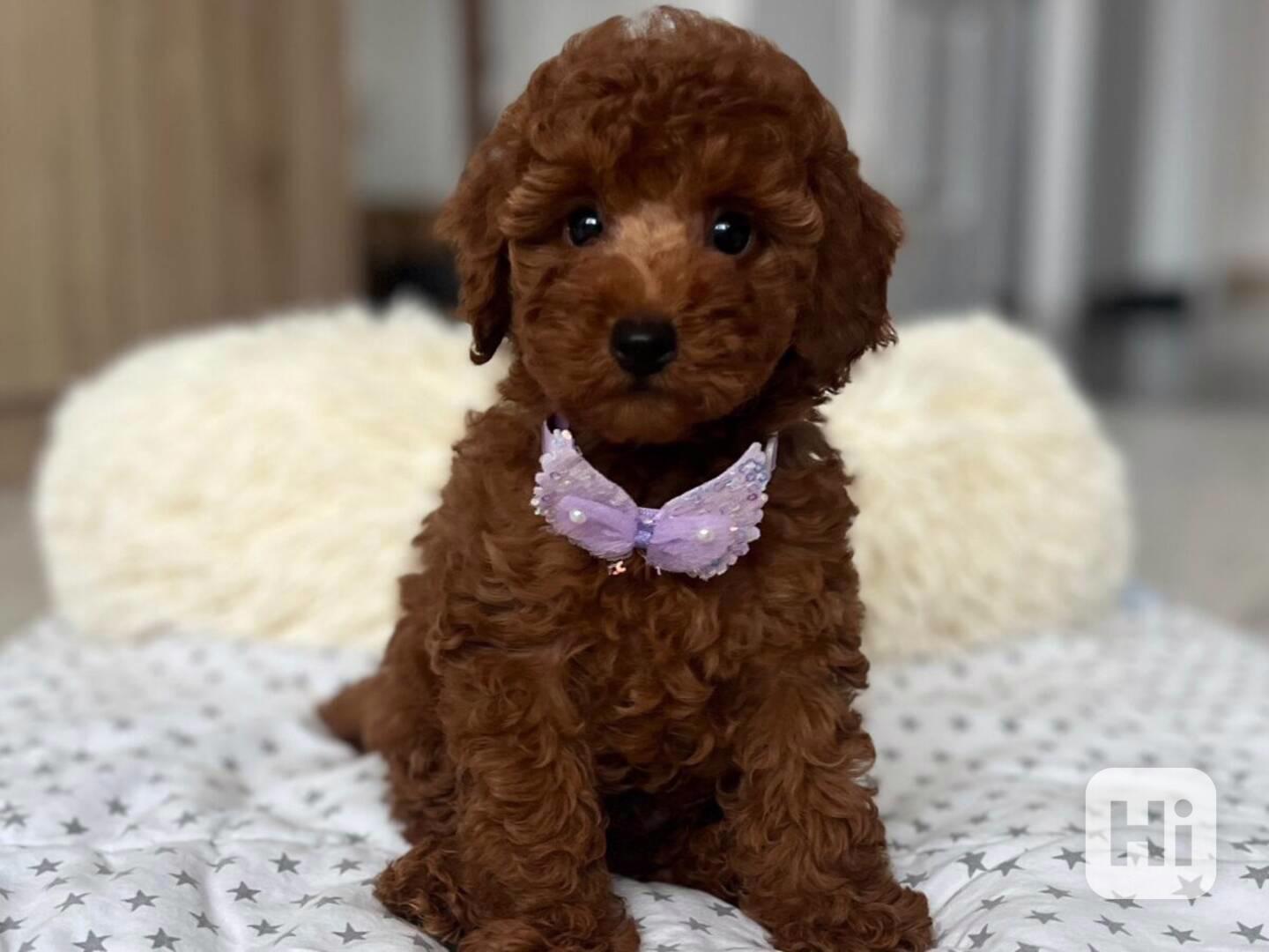 Prodám krásná štěňata toy pudla - foto 1