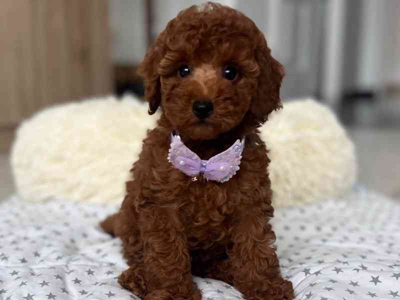 Prodám krásná štěňata toy pudla - foto 1