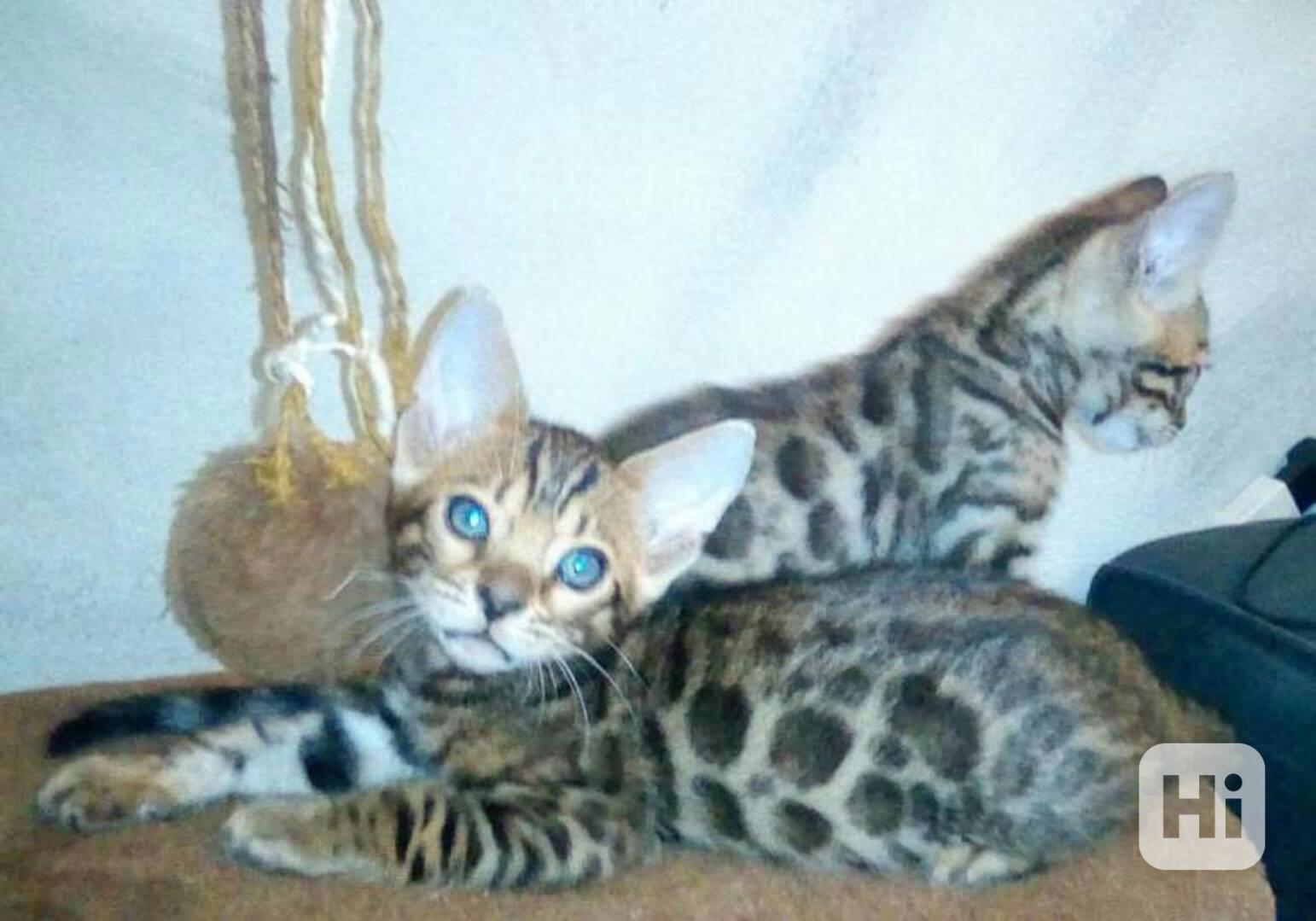 Čistokrevná bengálská koťata - foto 1
