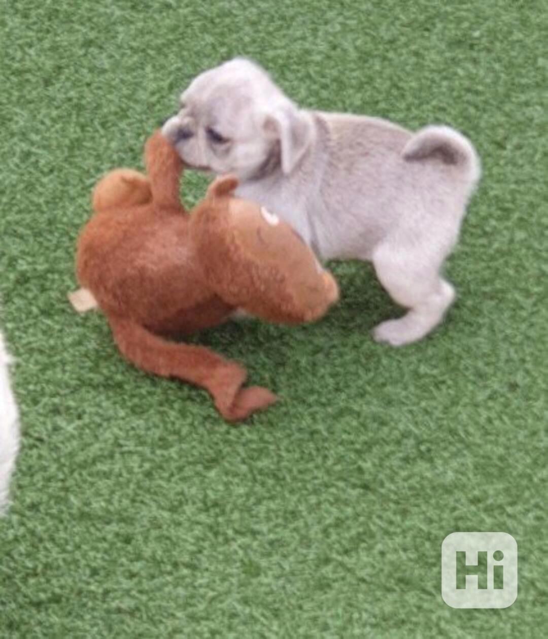 Štěňata mopsa Ekona Lelu, samec a samice - foto 1