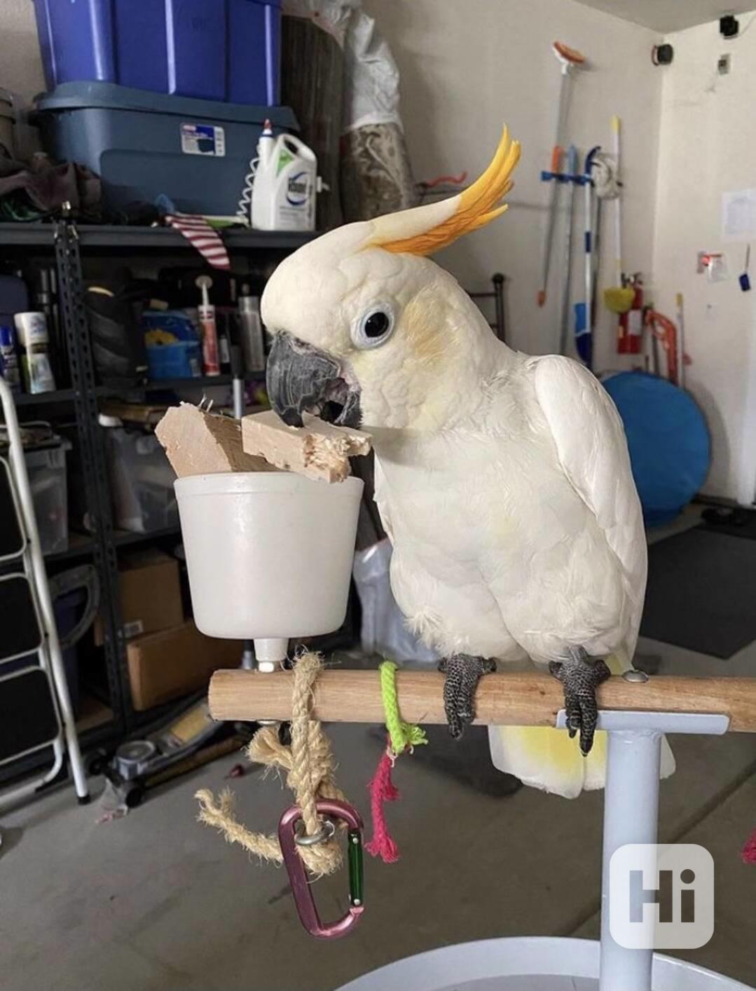 2 papoušci kakadu Deštník nyní k bezplatné adopci  - foto 1