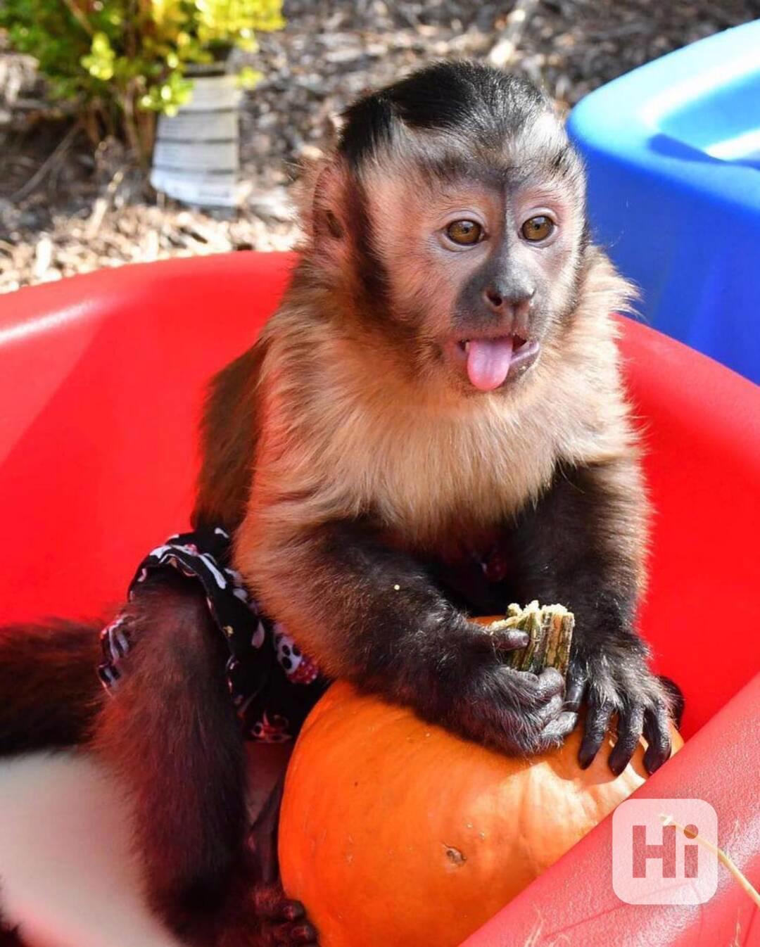 K dispozici krásné kapucínské opice  - foto 1