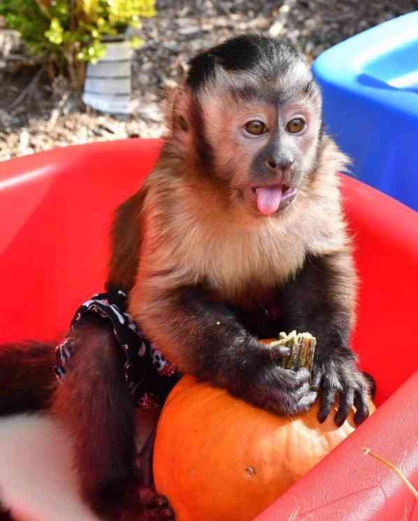 K dispozici krásné kapucínské opice 