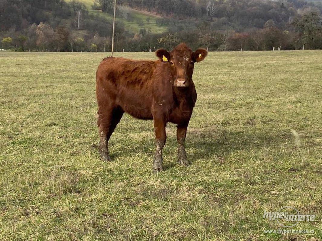Březí AA jalovice s POP 2019 - foto 1