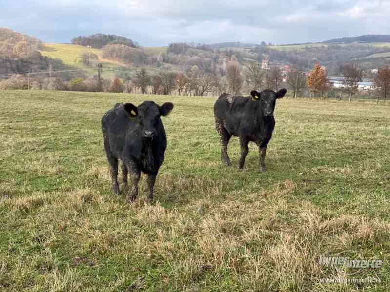 Březí AA jalovice s POP 2019 - foto 2