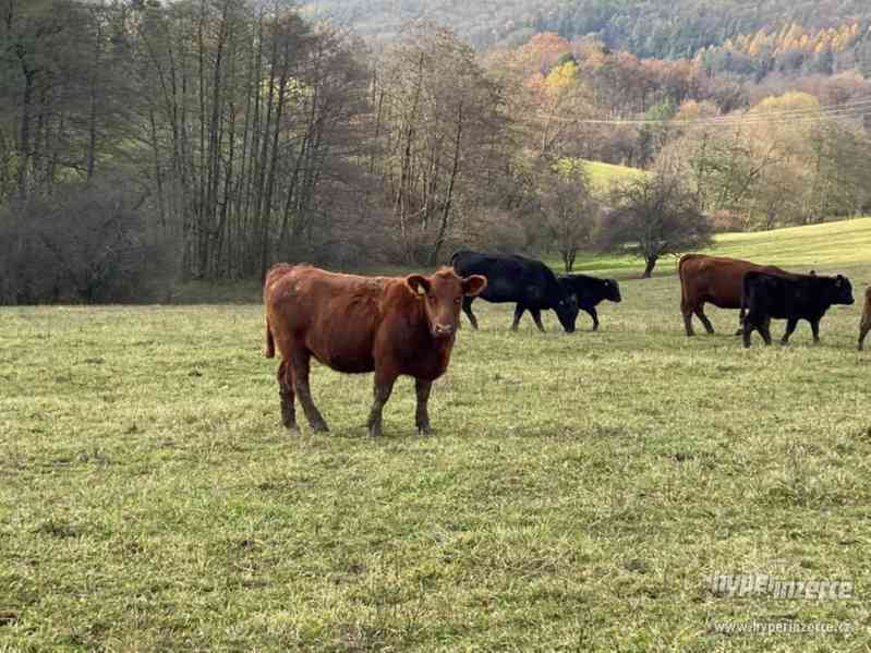 Březí AA jalovice s POP 2019 - foto 3