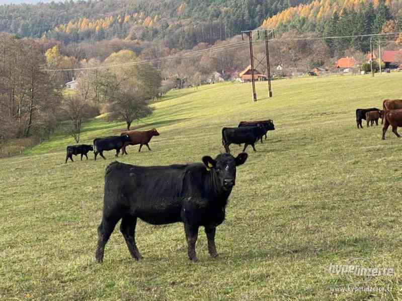 Březí AA jalovice s POP 2019 - foto 4