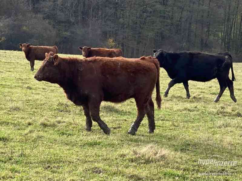 Březí AA jalovice s POP 2019 - foto 5