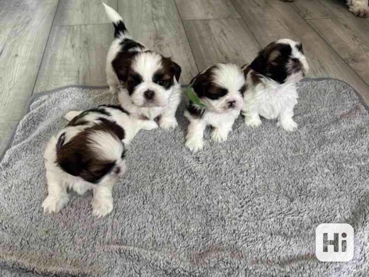 štěňata shitzu k adopci - foto 1