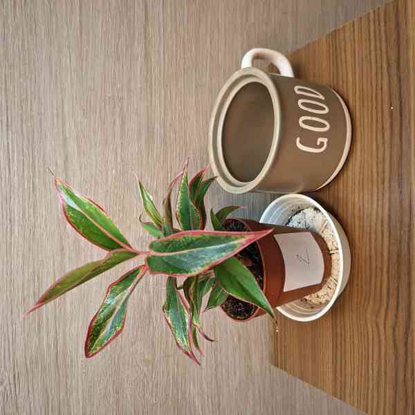 Aglaonema Jungle Red - foto 2