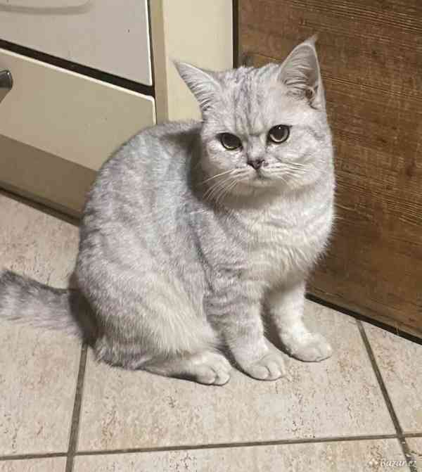 Britská koťata - foto 4