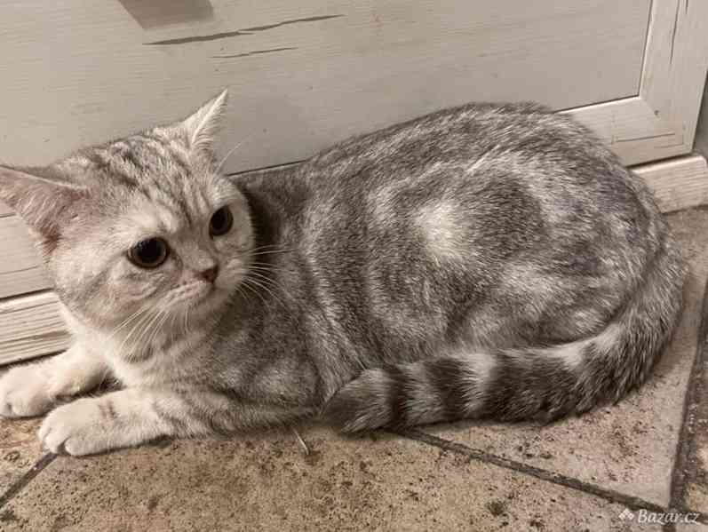Britská koťata - foto 3