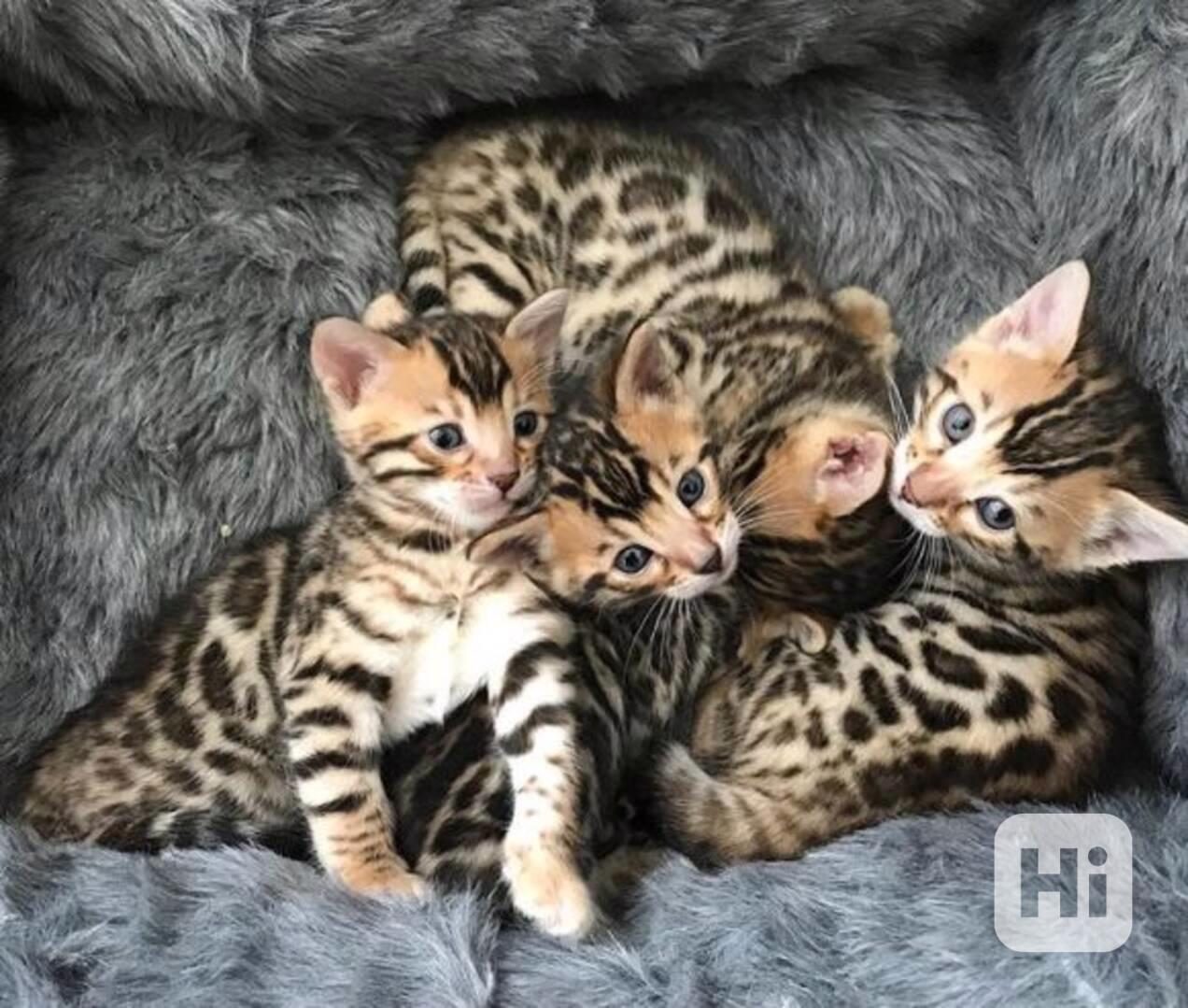 Úžasná bengálská koťata - foto 1