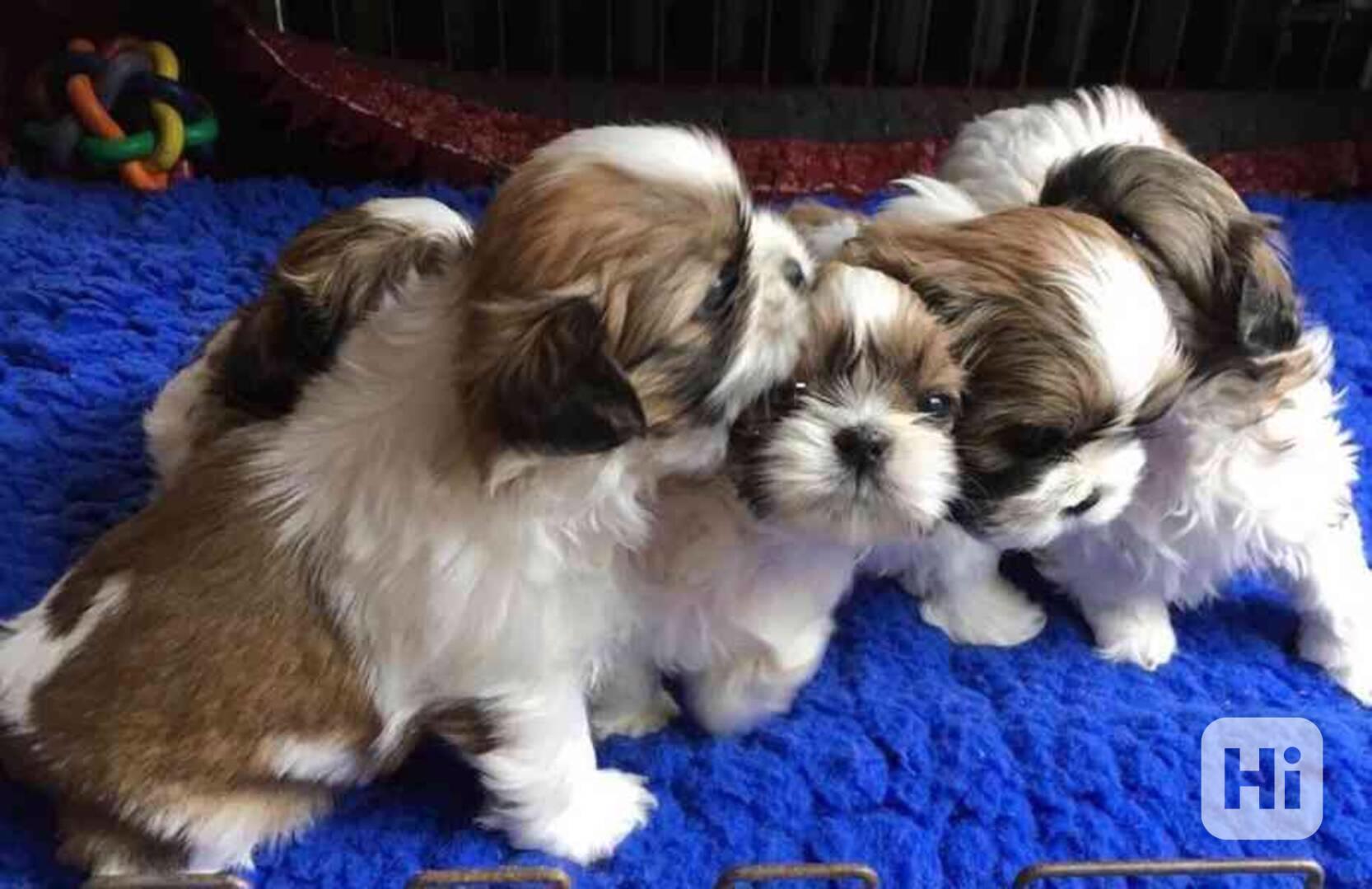 Štěňata Shih Tzu připravena k adopci  - foto 1