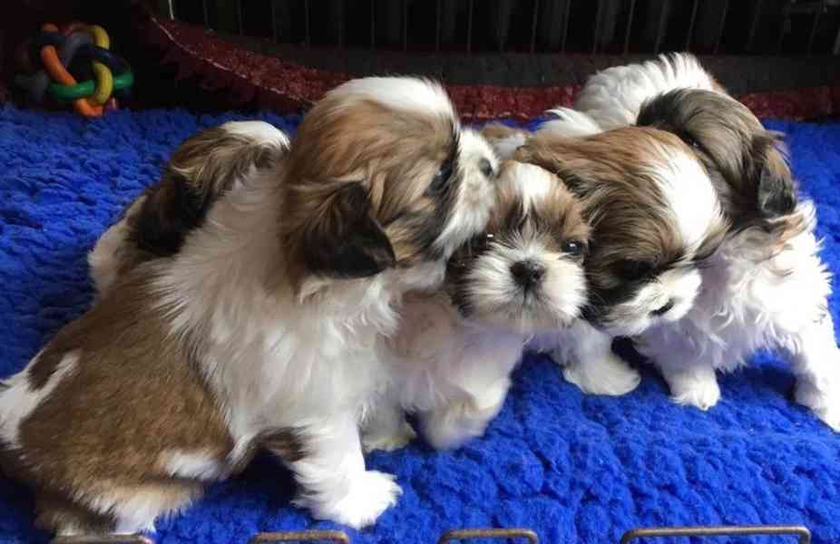 Štěňata Shih Tzu připravena k adopci - foto 1