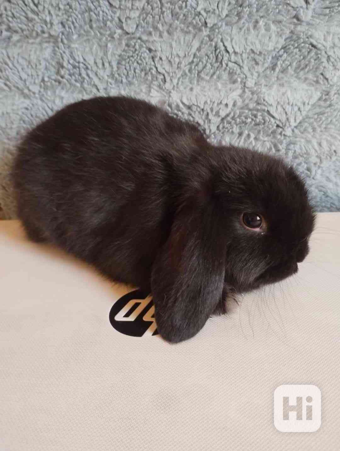 Králík  - foto 1