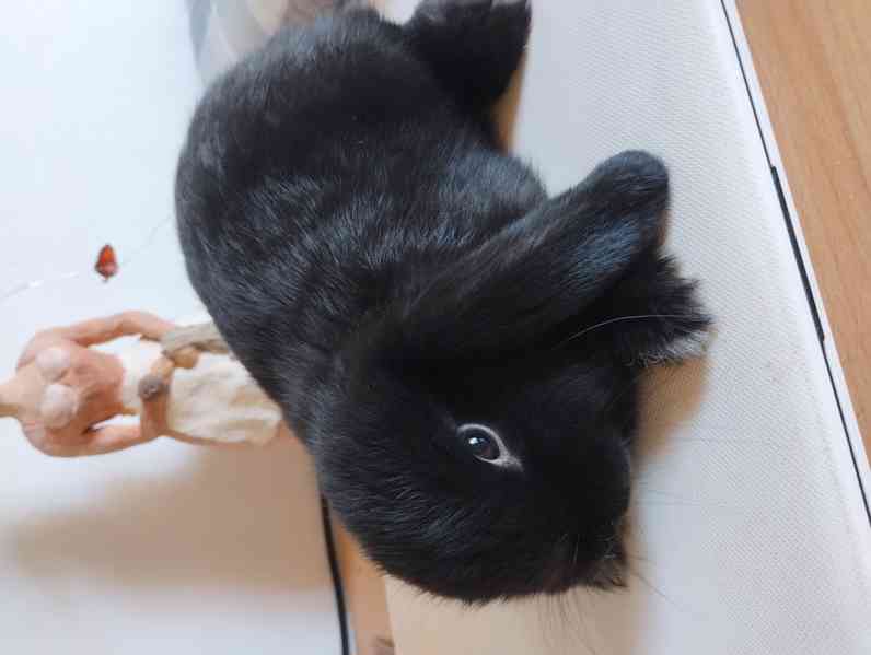 Králík  - foto 2