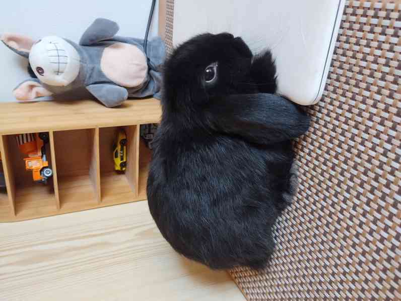 Králík  - foto 3