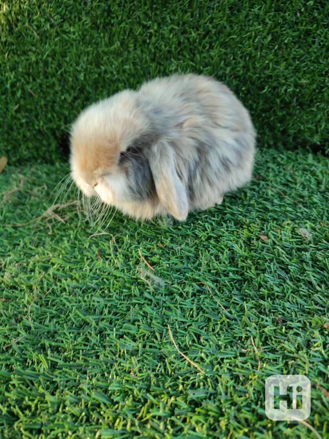 Zakrslý králíček beránek - foto 1