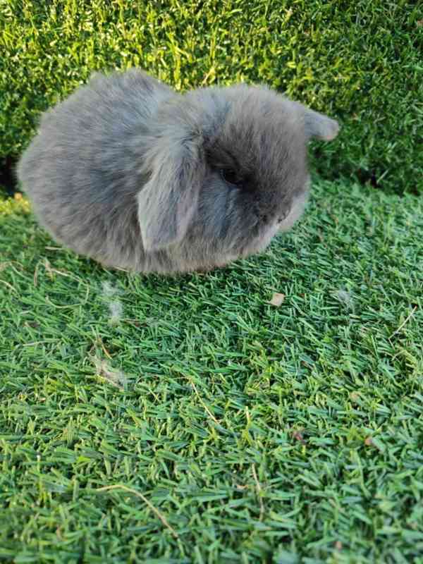 Zakrslý králíček beránek - foto 2