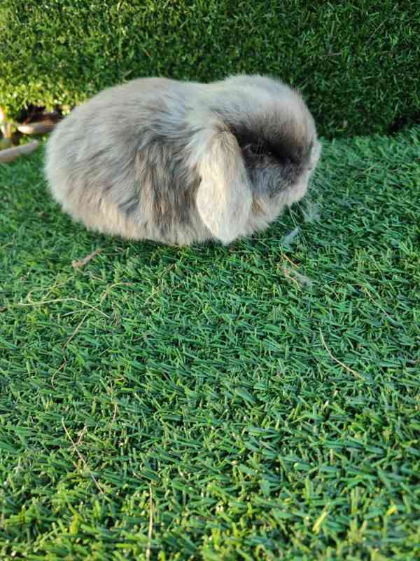 Zakrslý králíček beránek - foto 4