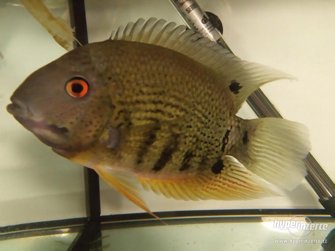 Heros severum ( Kančík červenooký) - foto 1