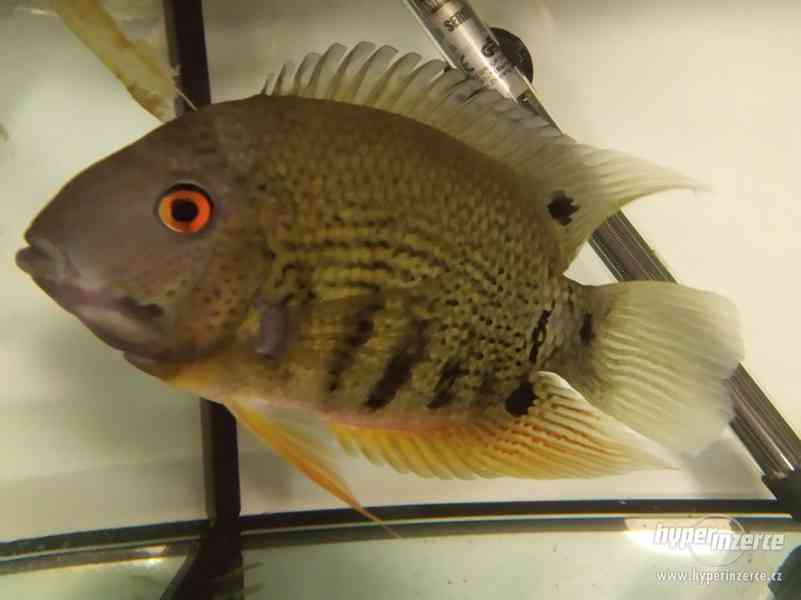 Heros severum ( Kančík červenooký) - foto 1