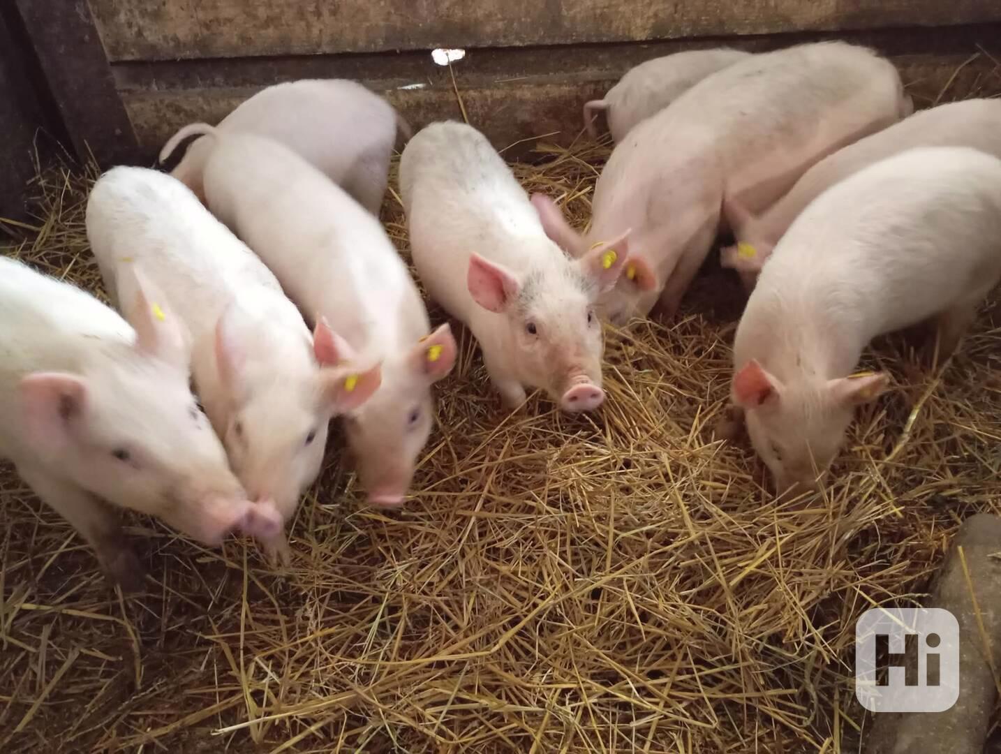Prodám selata - foto 1