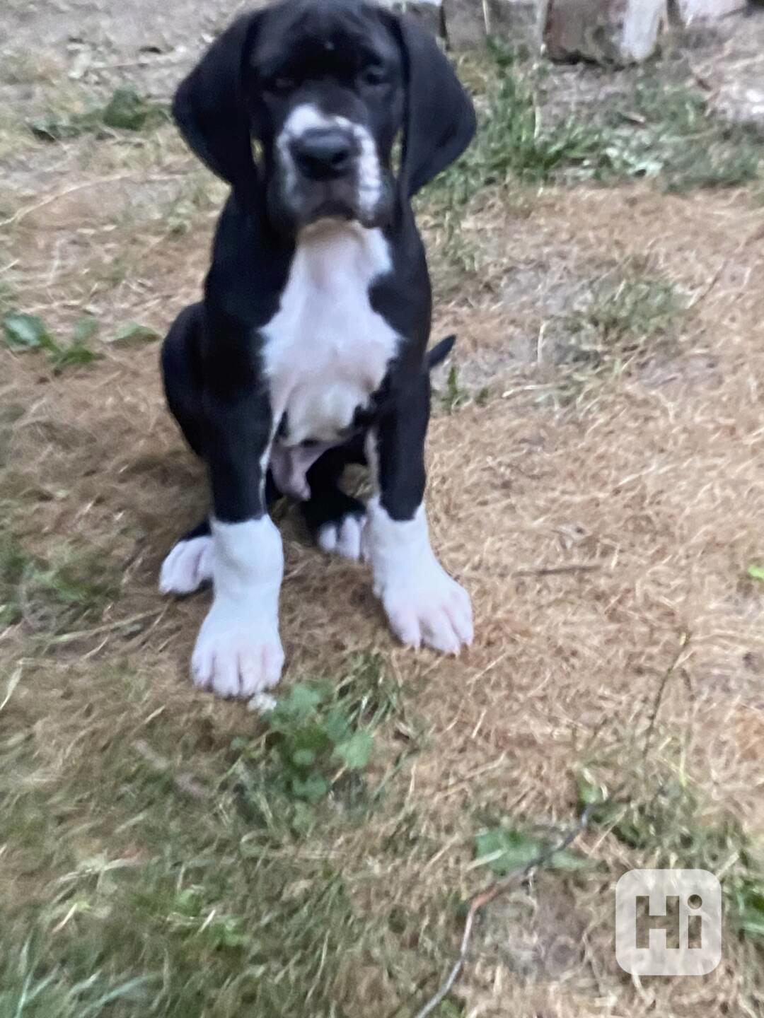 Německá doga černá - foto 1
