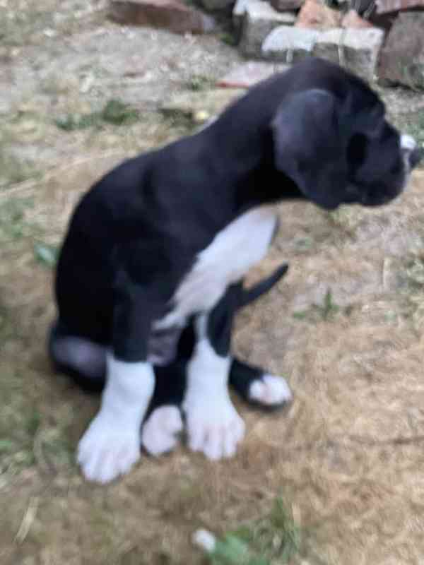 Německá doga černá - foto 5