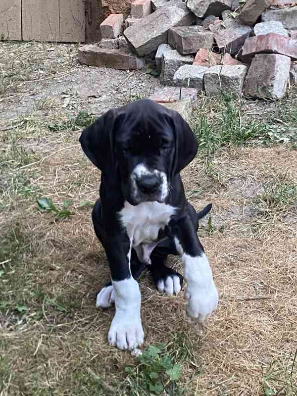 Německá doga černá - foto 2