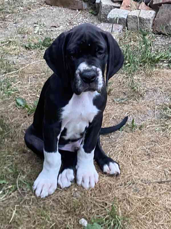 Německá doga černá - foto 4