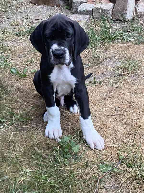 Německá doga černá - foto 3