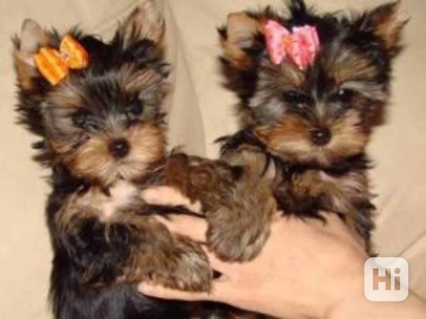 yorkie - foto 1
