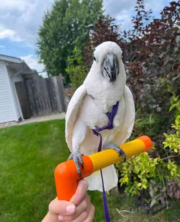 krásní kakaduové na prodej