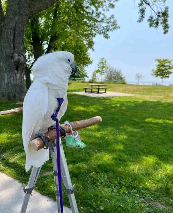 krásní kakaduové na prodej - foto 5