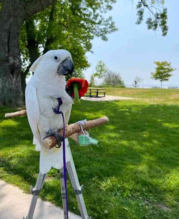 krásní kakaduové na prodej - foto 4