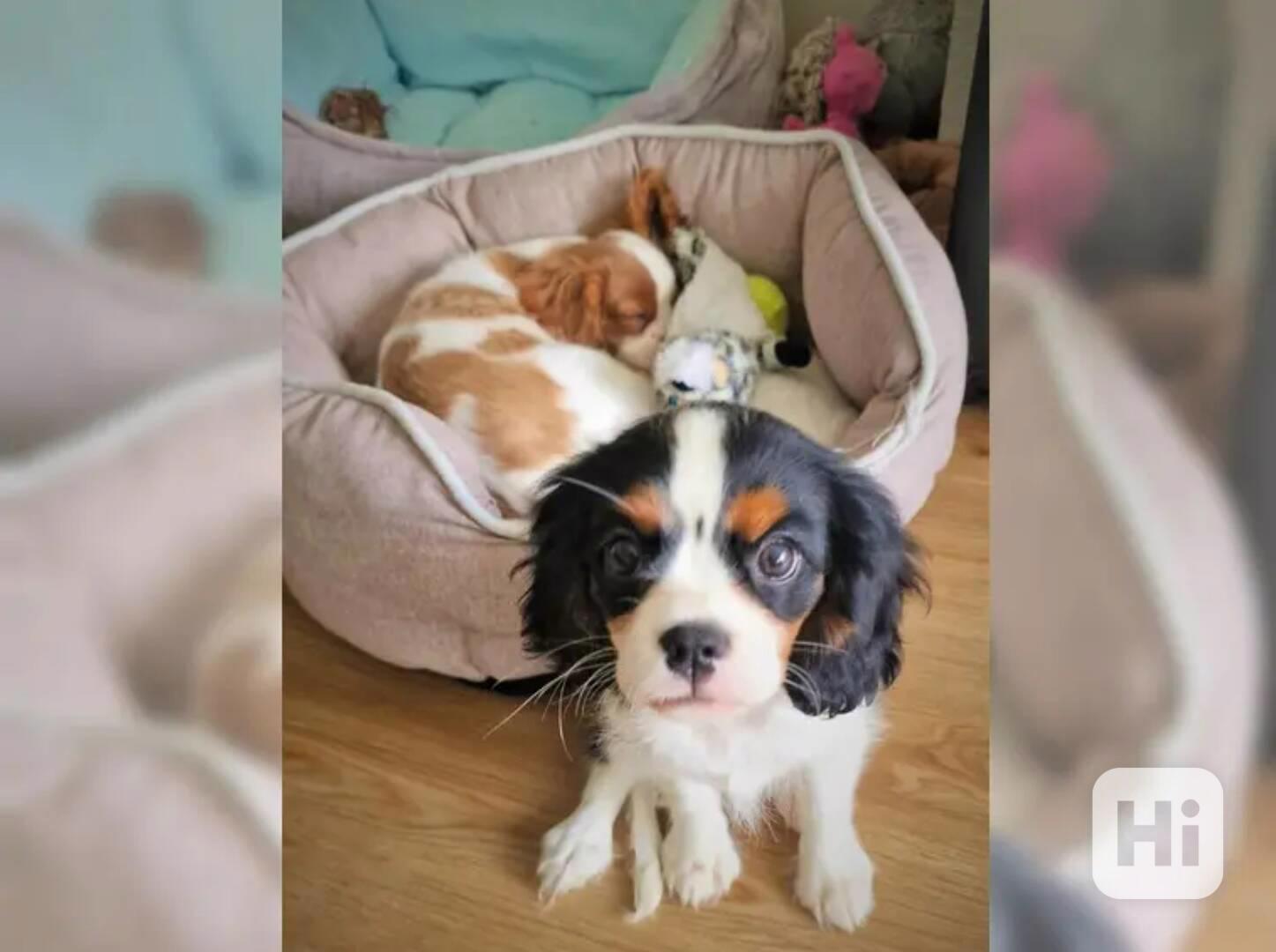 Kavalír King Charles španěl~přátelský - foto 1