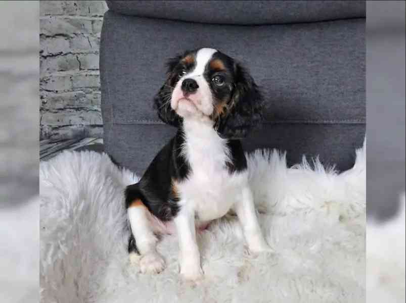 Kavalír King Charles španěl~přátelský - foto 4