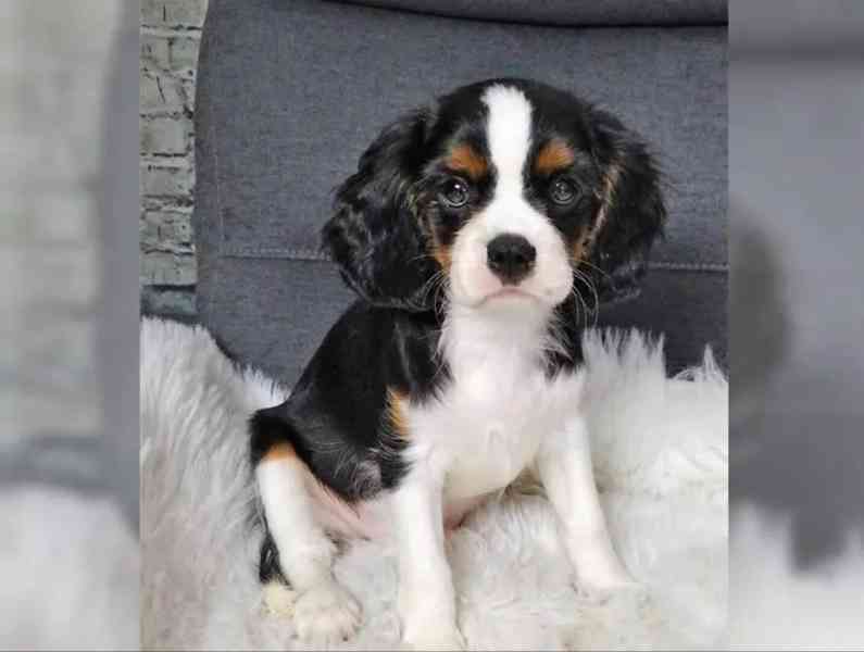 Kavalír King Charles španěl~přátelský - foto 3