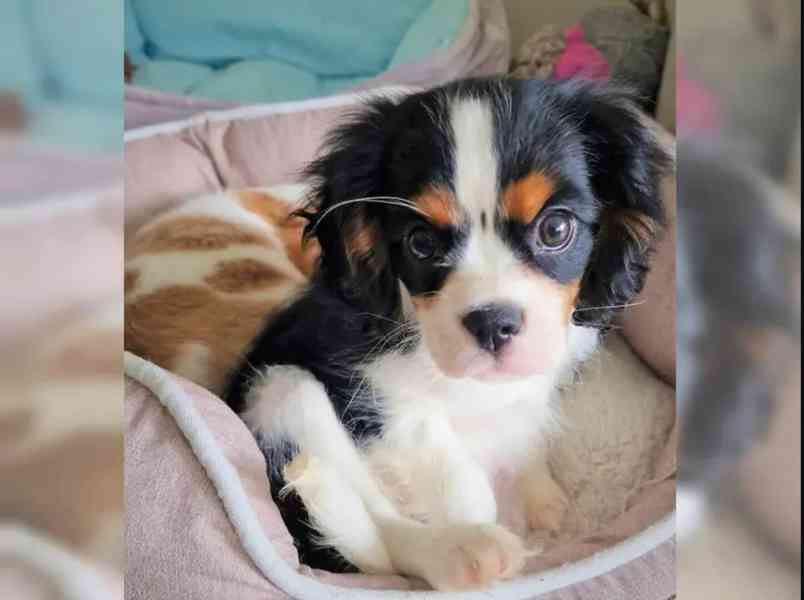 Kavalír King Charles španěl~přátelský - foto 2