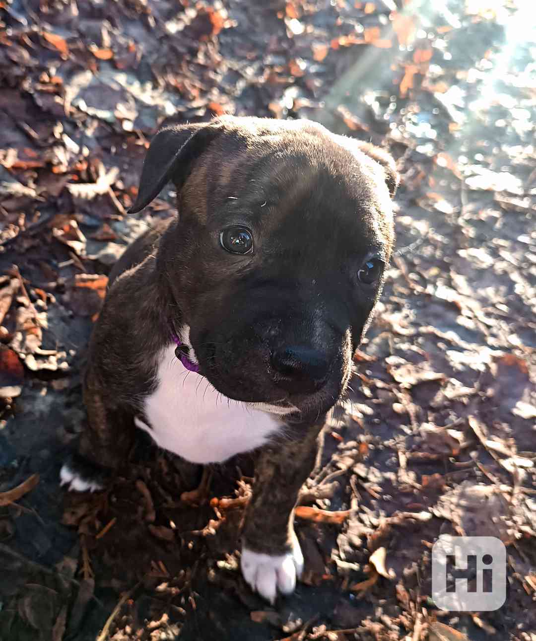 Štěňátka amerického Pitbull teriéra  - foto 1