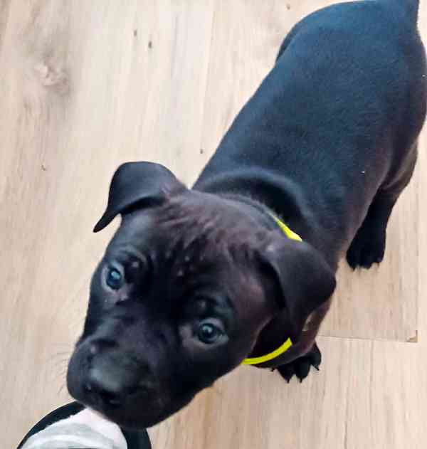 Štěňátka amerického Pitbull teriéra  - foto 2