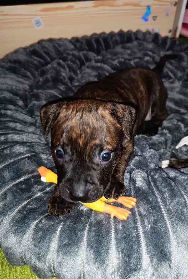 Štěňátka amerického Pitbull teriéra  - foto 5