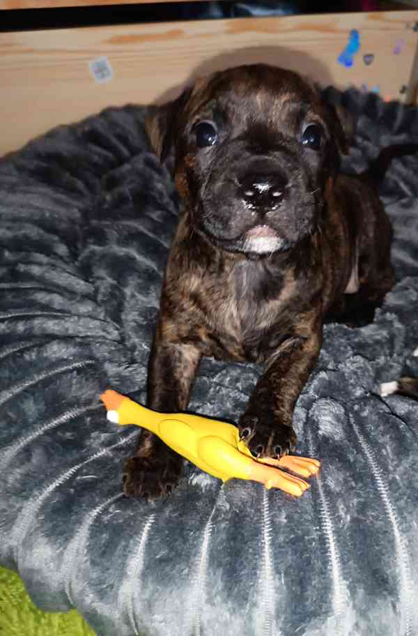 Štěňátka amerického Pitbull teriéra  - foto 4