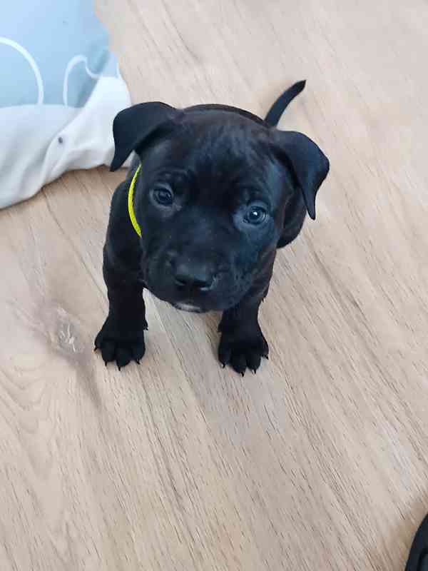 Štěňátka amerického Pitbull teriéra  - foto 3