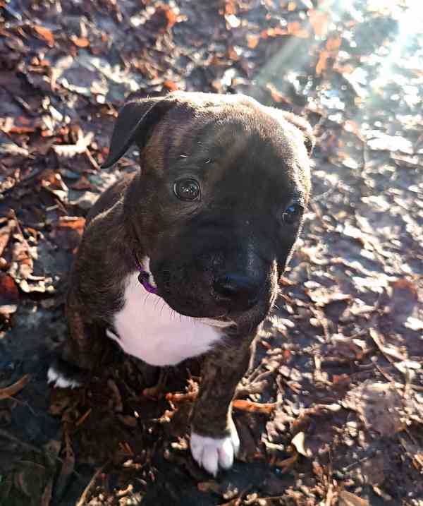 Štěňátka amerického Pitbull teriéra  - foto 1