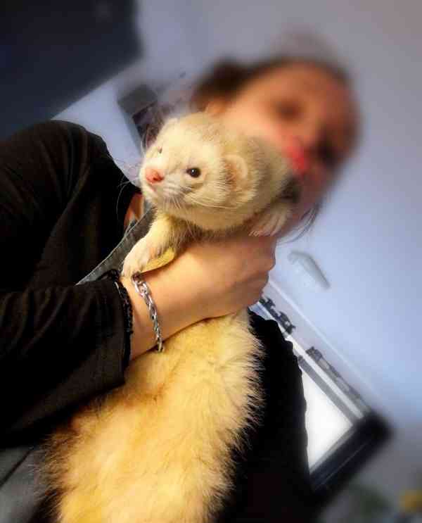 Smraďoch fretkovitý  - foto 3